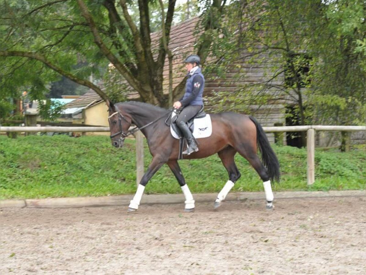 Meer warmbloeden Merrie 5 Jaar 167 cm Bruin in Wellheim