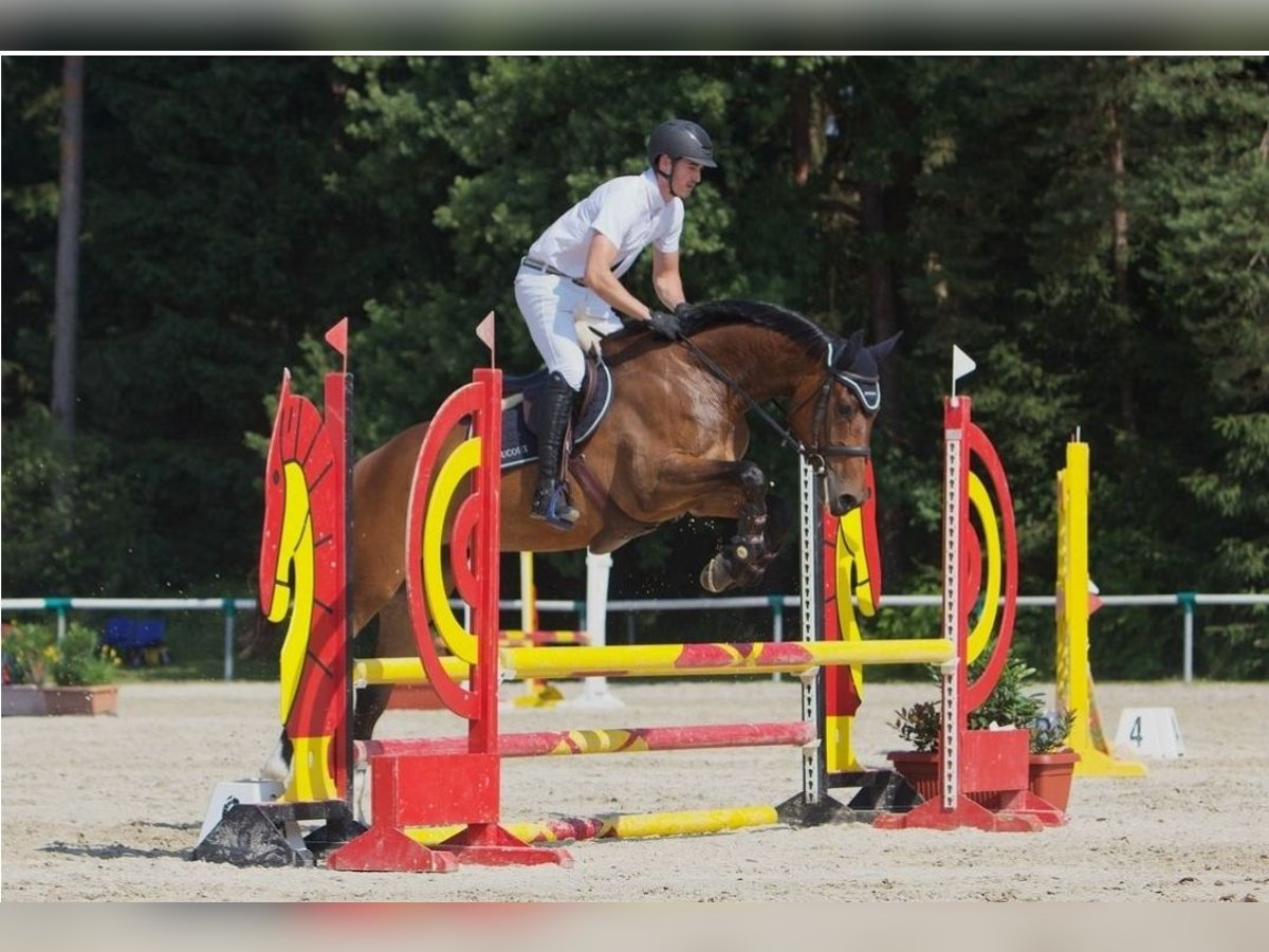 Meer warmbloeden Merrie 5 Jaar 167 cm Bruin in Celje - dostava