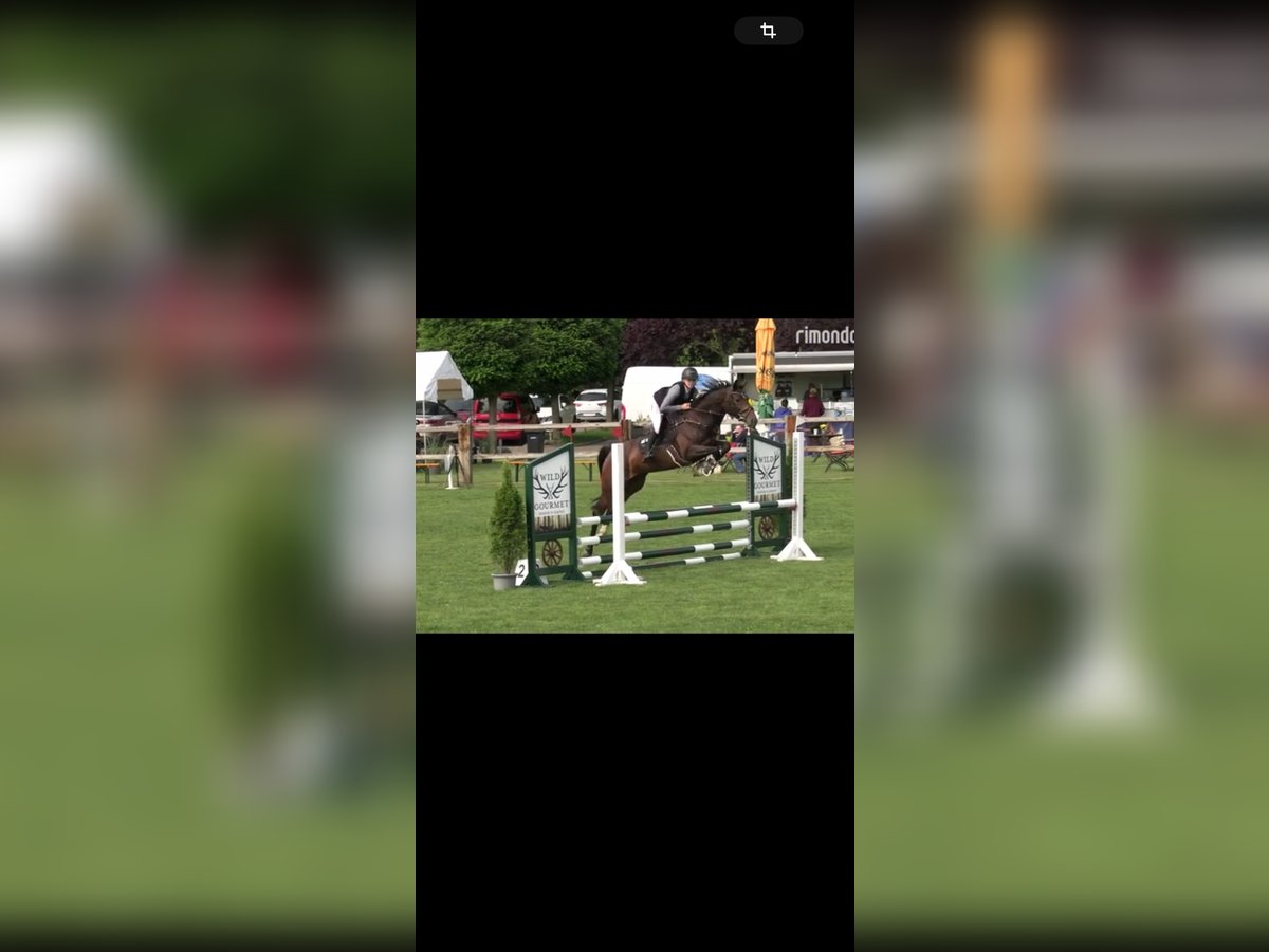 Meer warmbloeden Merrie 5 Jaar 167 cm Donkerbruin in Aken