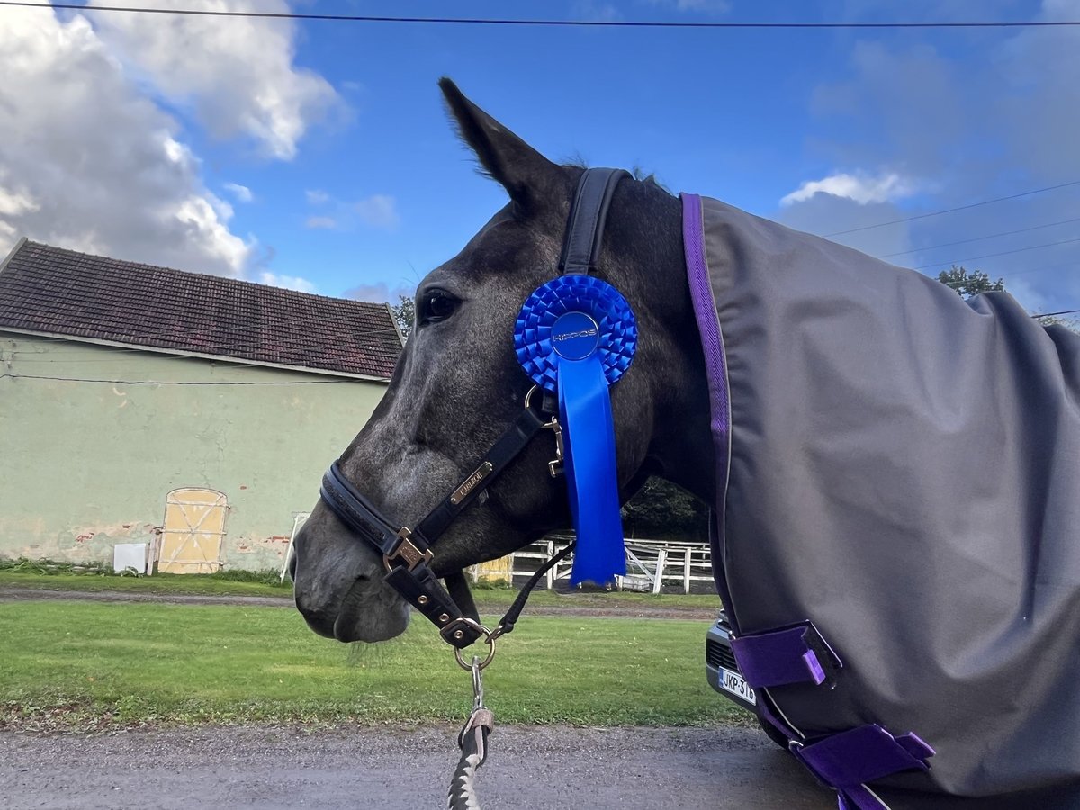 Meer warmbloeden Merrie 5 Jaar 172 cm Zwart in Turku