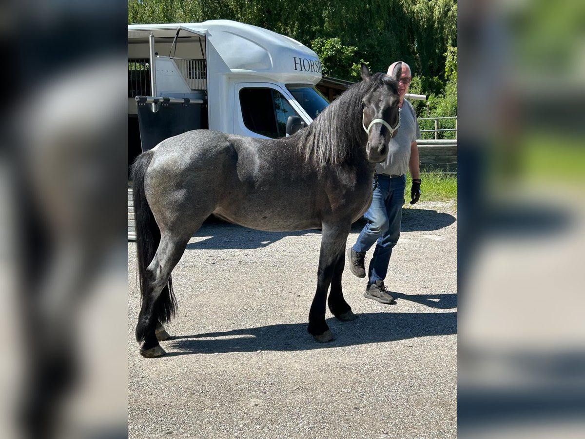 Meer warmbloeden Merrie 6 Jaar 150 cm Roan-Blue in M&#xFC;nchen