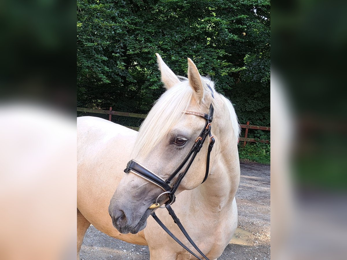 Meer warmbloeden Merrie 6 Jaar 156 cm Palomino in Braunschweig