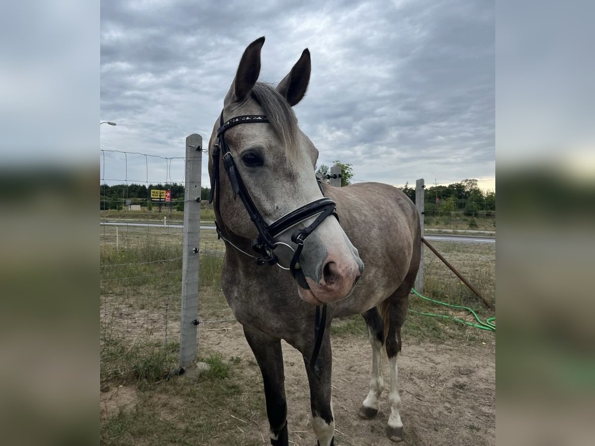 Meer warmbloeden Mix Merrie 6 Jaar 160 cm Schimmel in Lidzbark