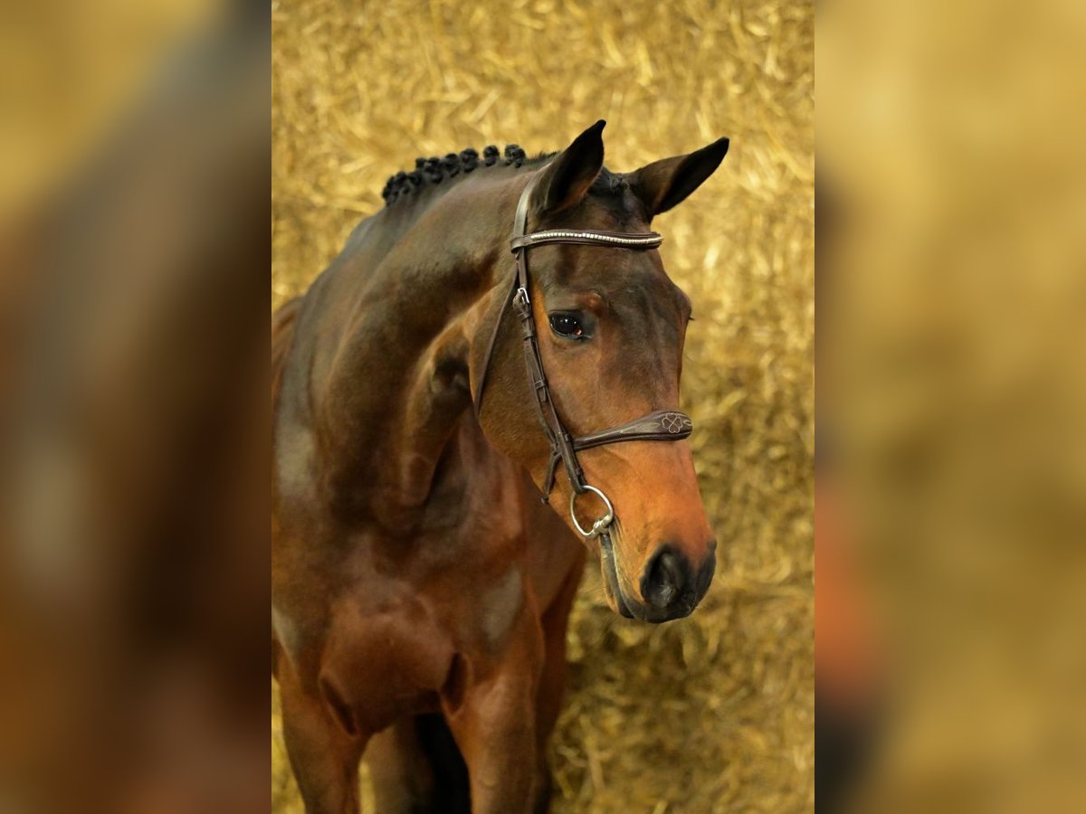 Meer warmbloeden Merrie 6 Jaar 168 cm Bruin in Bladel