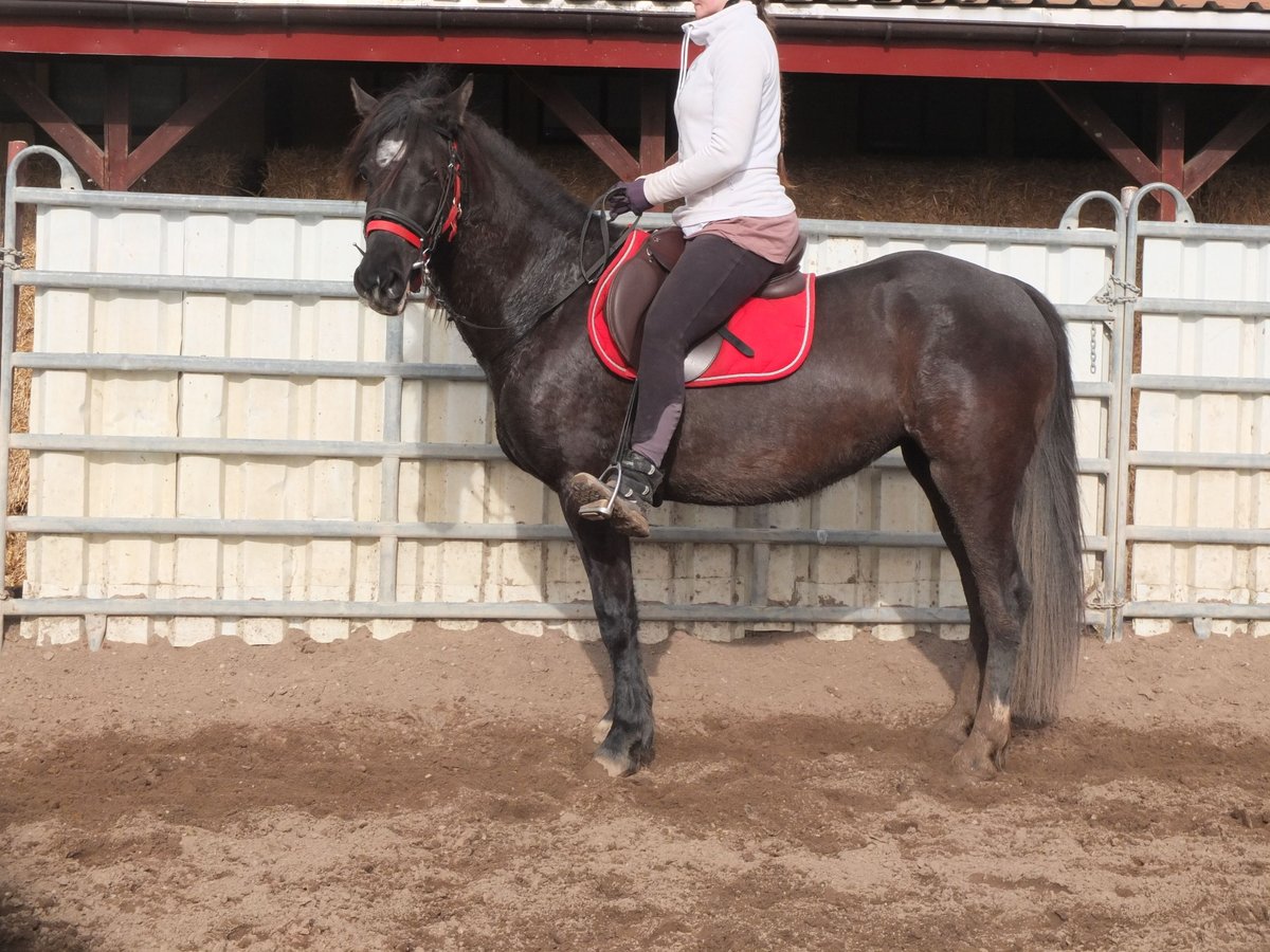 Meer warmbloeden Merrie 7 Jaar 155 cm Zwart in Ellersleben