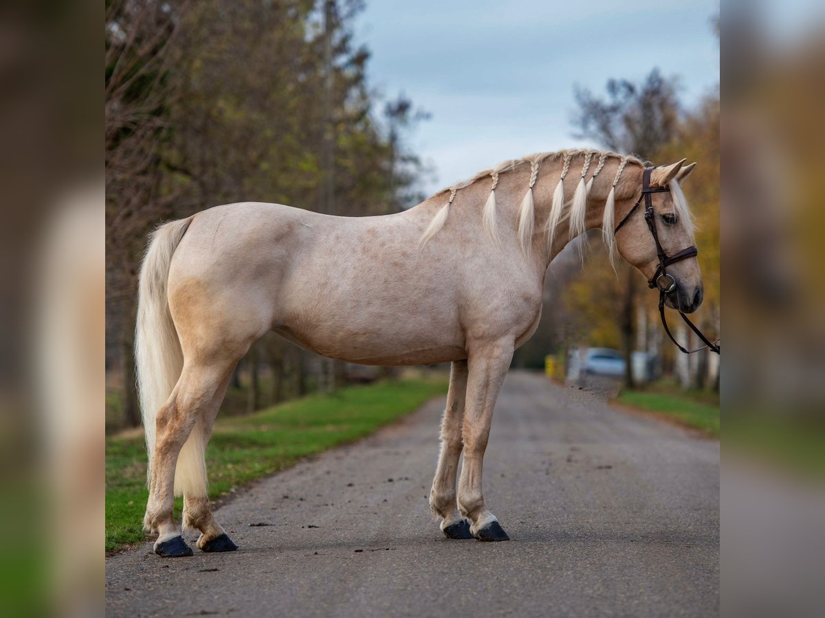 Meer warmbloeden Merrie 7 Jaar 163 cm Palomino in Mez&#x151;hegyes