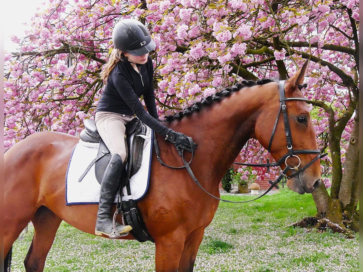 Meer warmbloeden Merrie 7 Jaar 165 cm Bruin in Dorsten