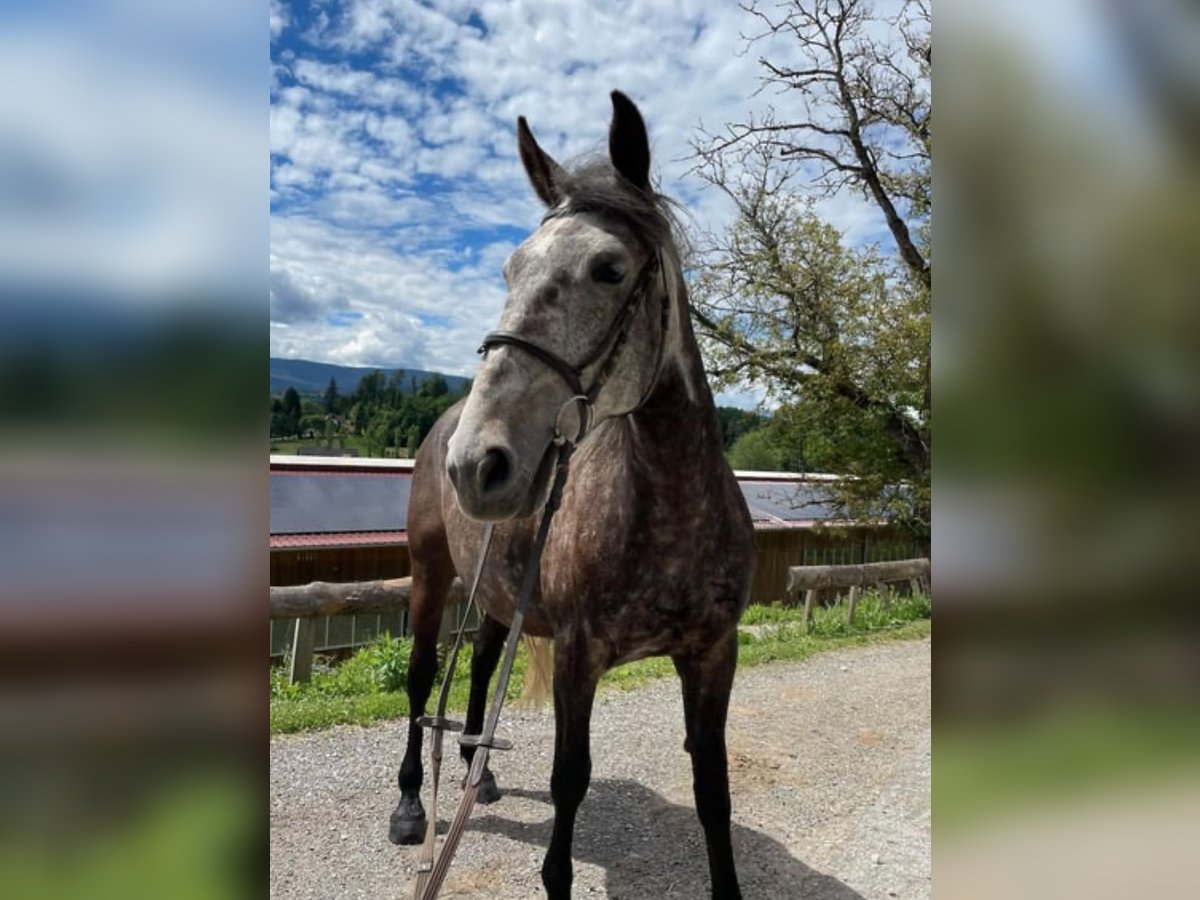 Meer warmbloeden Merrie 7 Jaar in Stainz