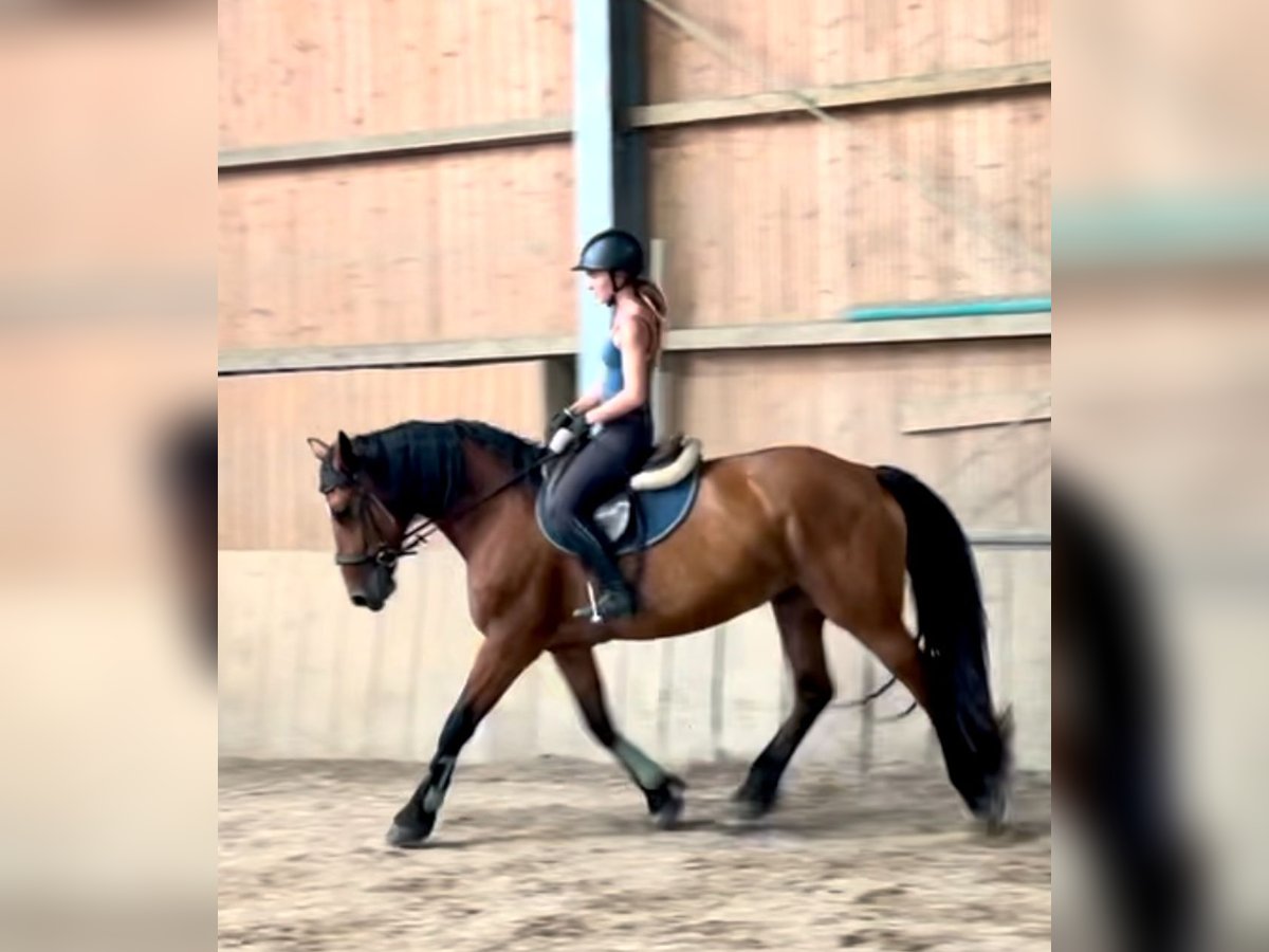 Meer warmbloeden Merrie 7 Jaar in Stainz