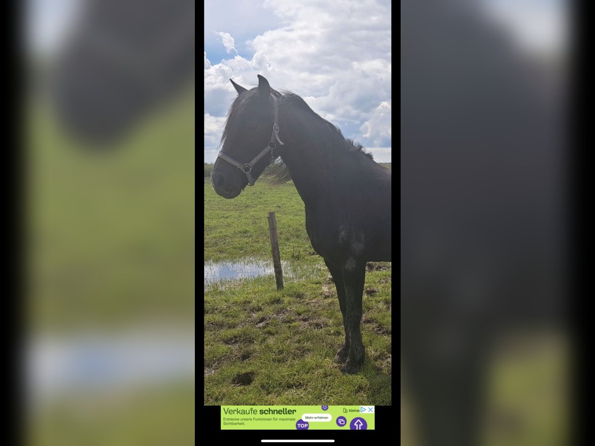 Meer warmbloeden Merrie 8 Jaar 155 cm Zwart in Wittlich