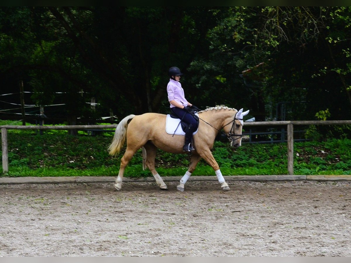 Meer warmbloeden Merrie 8 Jaar 160 cm Palomino in Wellheim