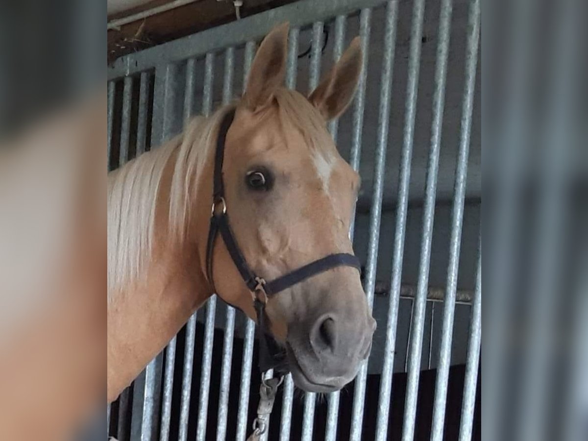 Meer warmbloeden Merrie 8 Jaar 165 cm Palomino in Schollene