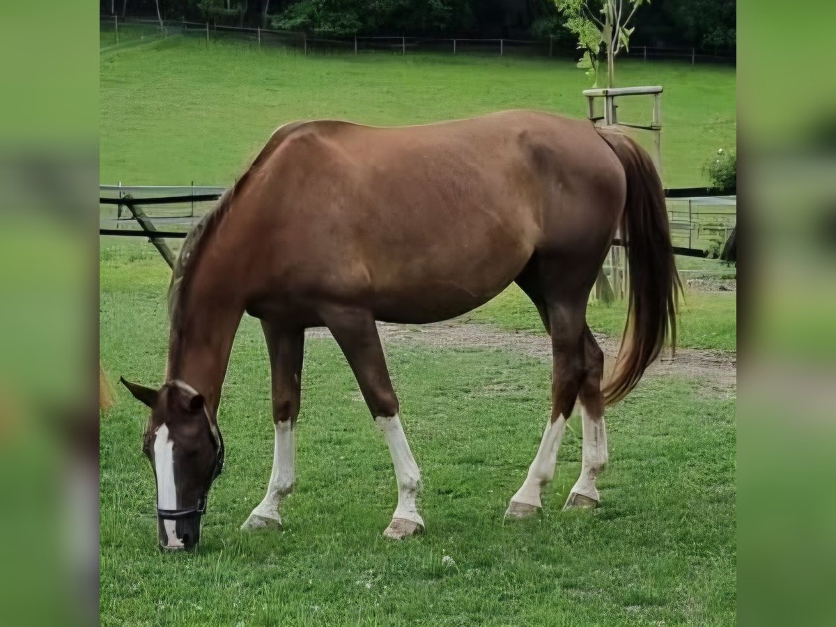 Meer warmbloeden Merrie 8 Jaar 172 cm Vos in Dornburg