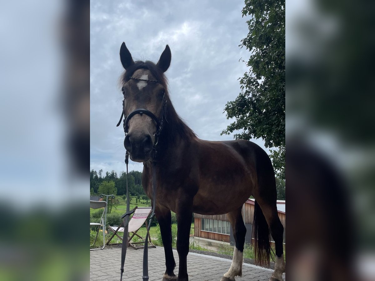 Meer warmbloeden Merrie 8 Jaar in Stainz