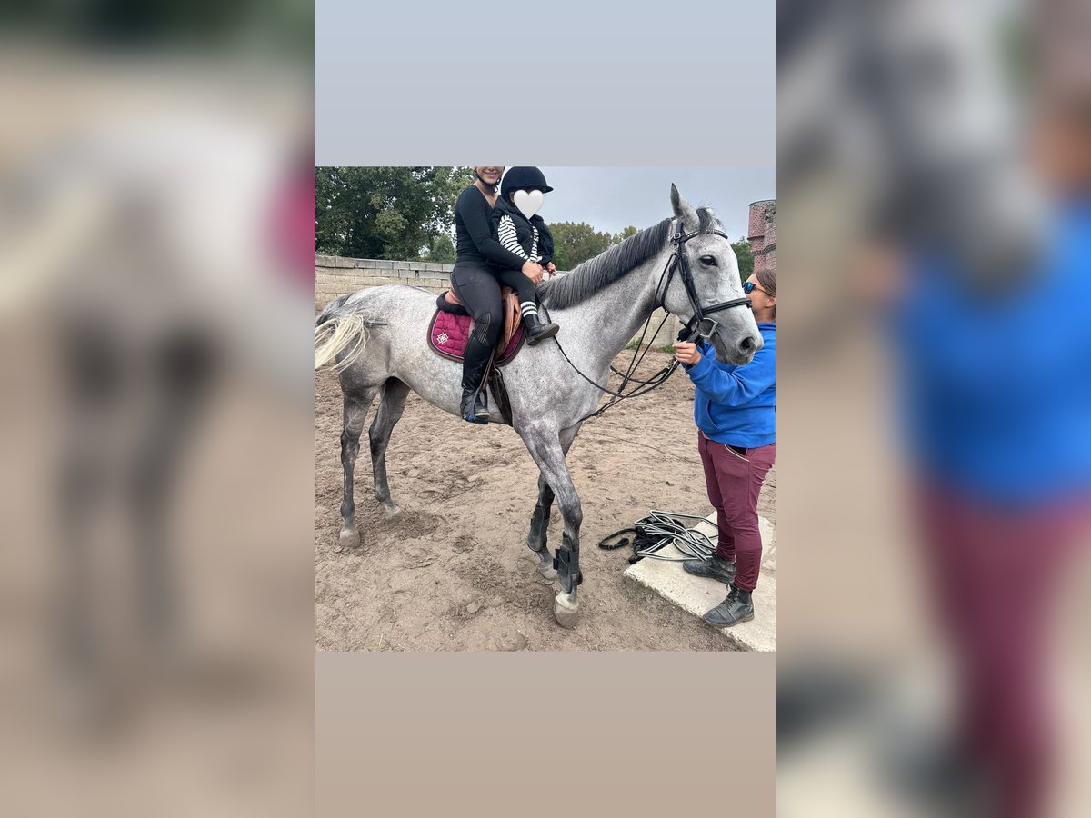 Meer warmbloeden Merrie 9 Jaar 165 cm Schimmel in Sint-Martens-Lennik