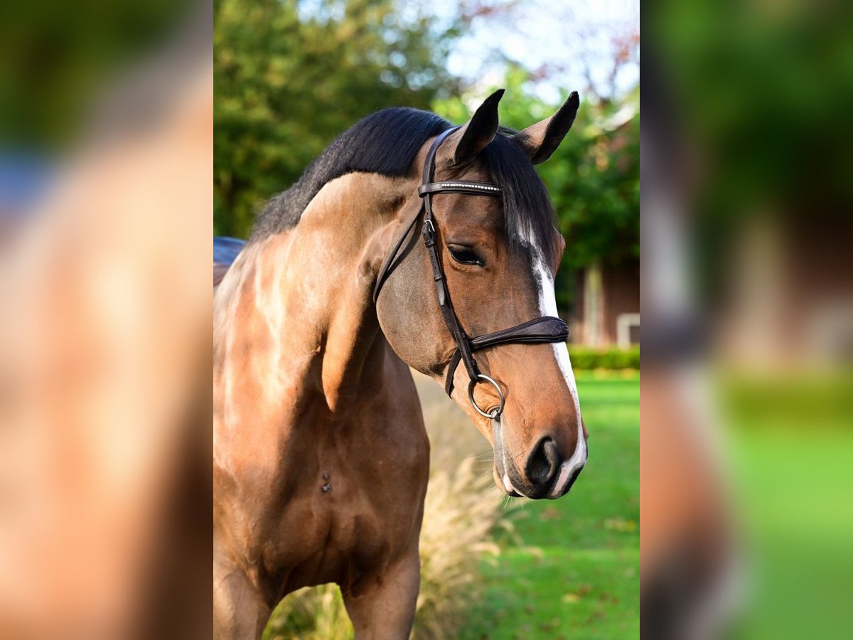 Meer warmbloeden Merrie 9 Jaar 168 cm Bruin in Bladel