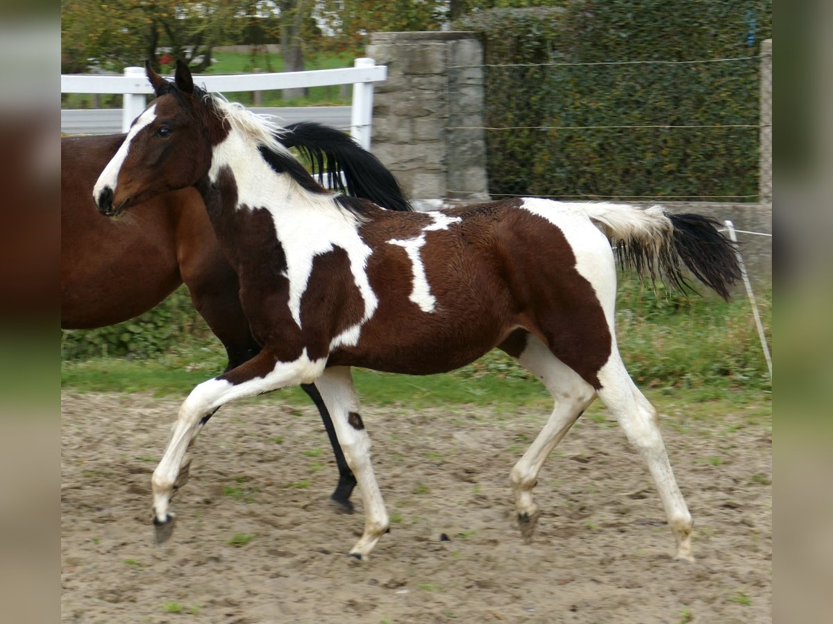 Meer warmbloeden Merrie veulen (03/2024) 170 cm Gevlekt-paard in Borgentreich