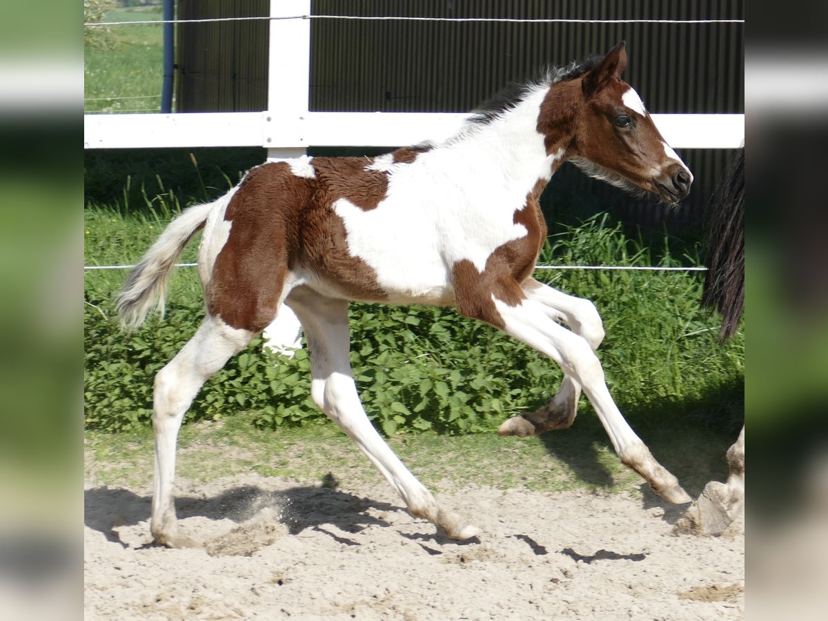 Meer warmbloeden Merrie veulen (04/2024) 172 cm Gevlekt-paard in Borgentreich