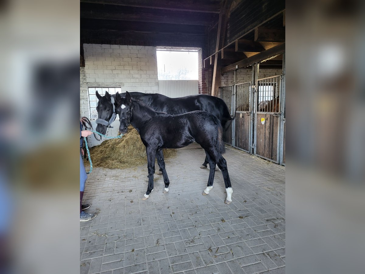 Meer warmbloeden Merrie veulen (06/2024) Zwart in Ahaus