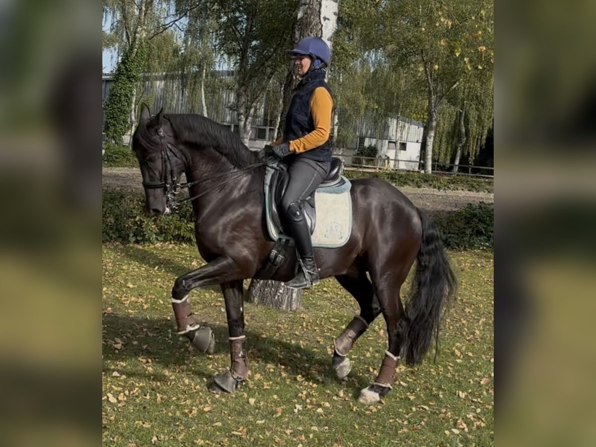 Meer warmbloeden Ruin 10 Jaar 164 cm Zwart in Sottrum