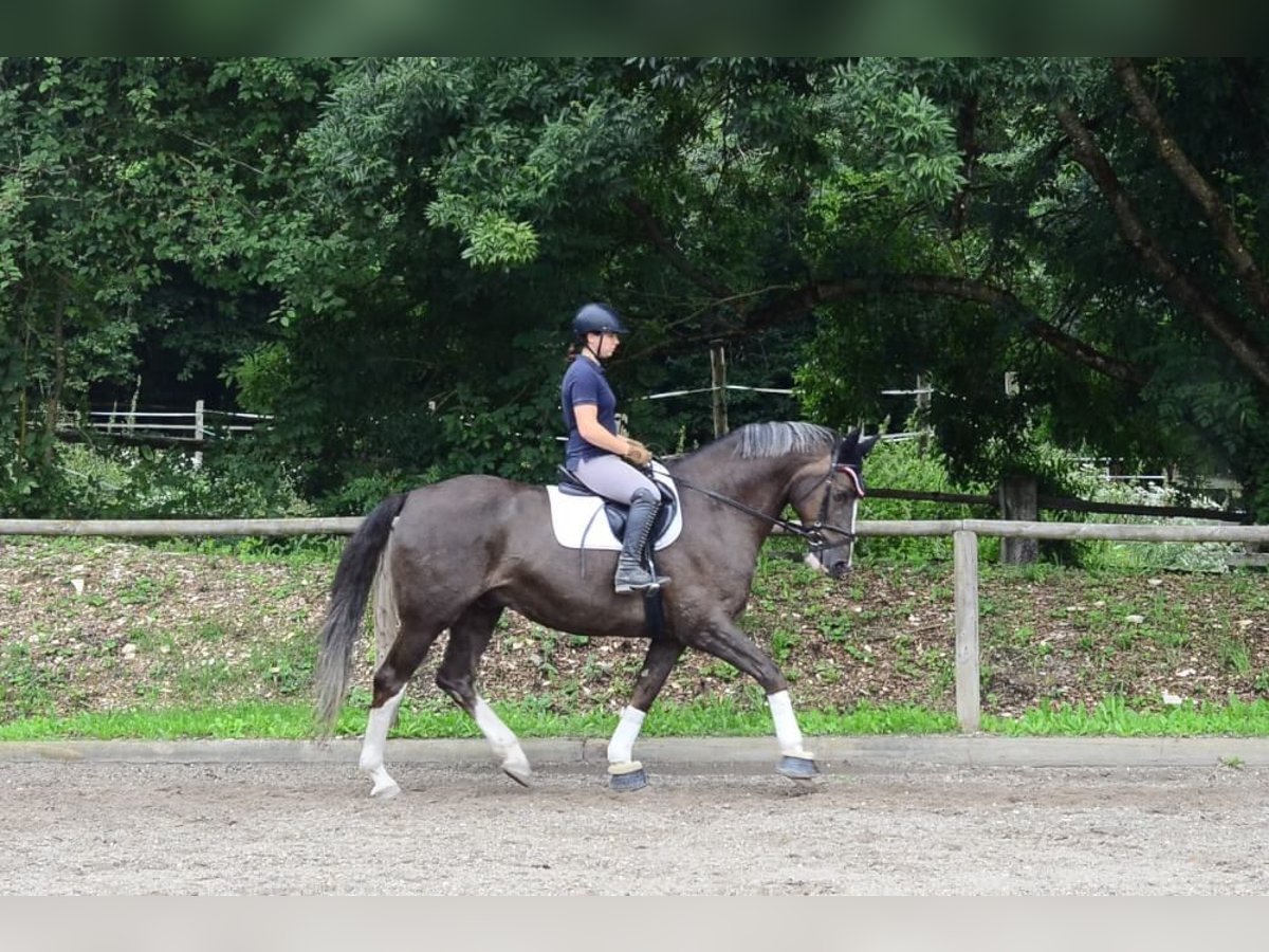 Meer warmbloeden Ruin 10 Jaar 167 cm Vos in Wellheim