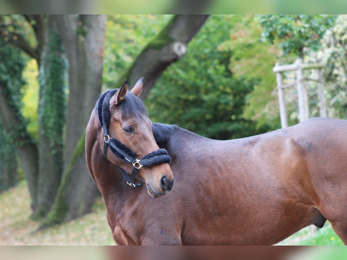 Meer warmbloeden Ruin 10 Jaar 170 cm Bruin in Darmstadt