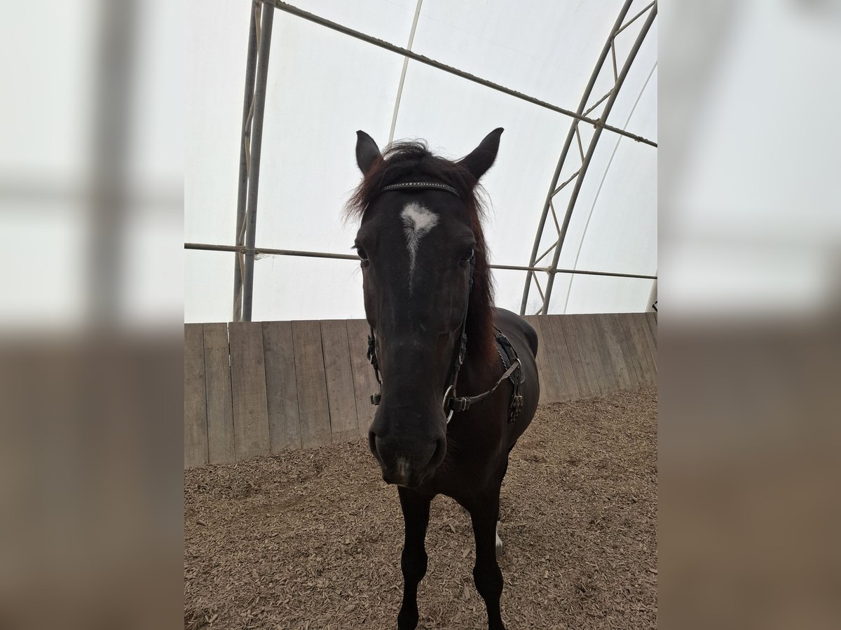 Meer warmbloeden Ruin 10 Jaar 170 cm Zwartbruin in Dachau