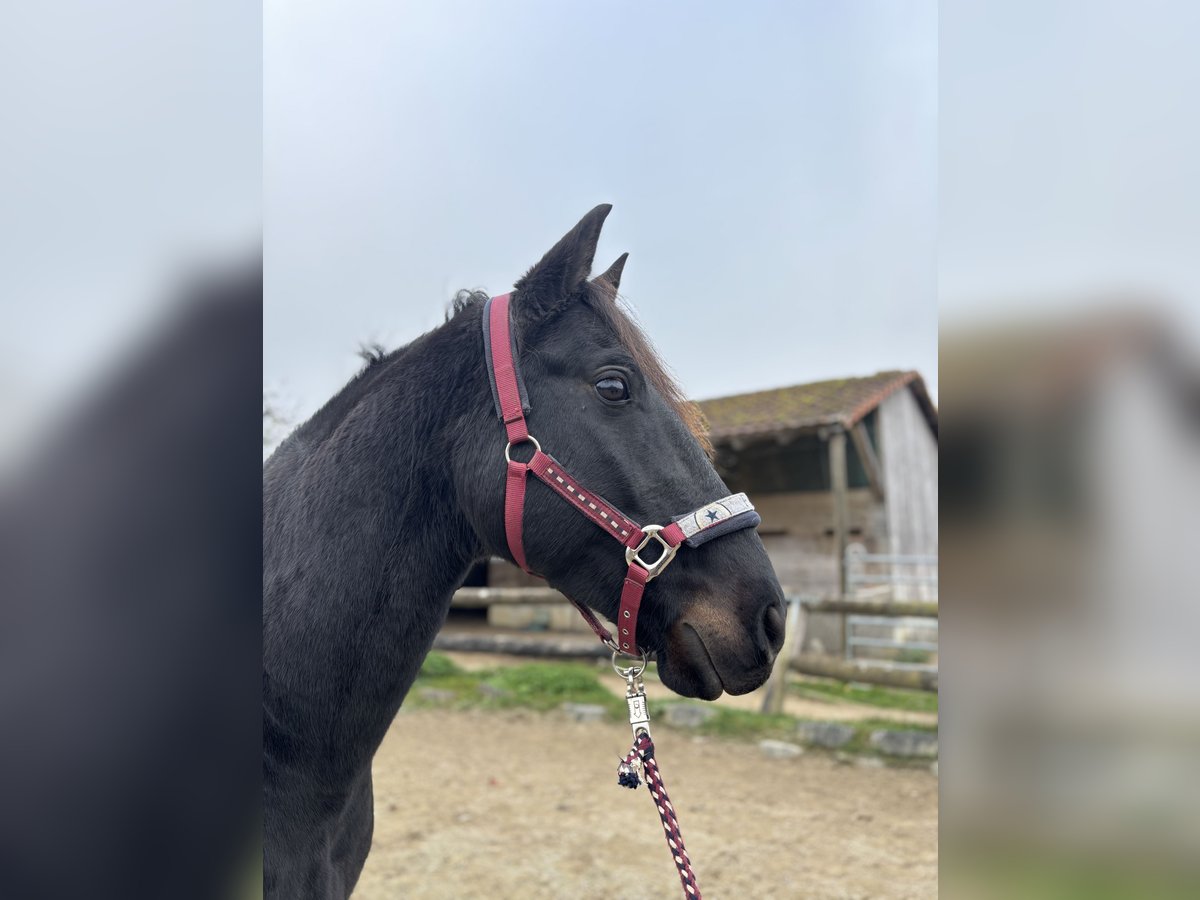 Meer warmbloeden Ruin 11 Jaar 158 cm Donkerbruin in Leibertingen