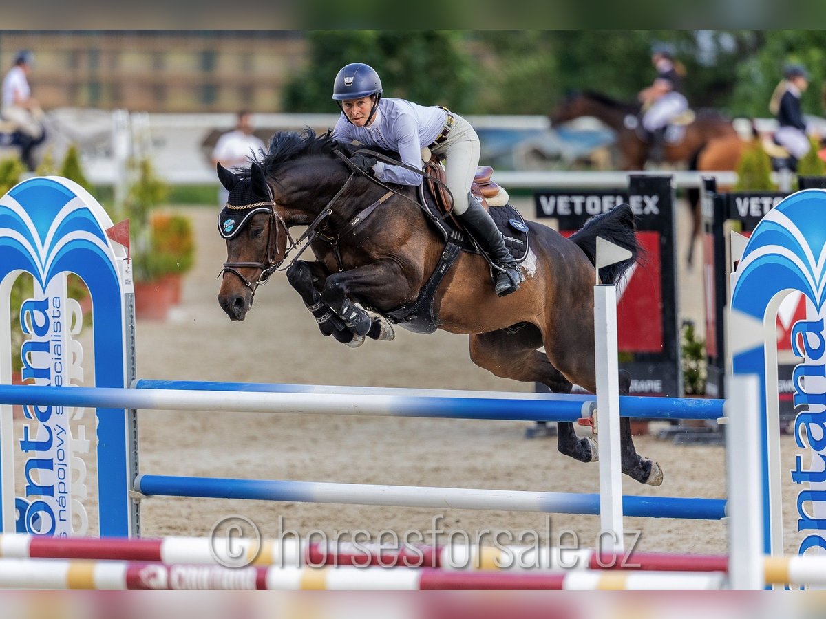 Meer warmbloeden Ruin 11 Jaar 166 cm Bruin in Region Prag