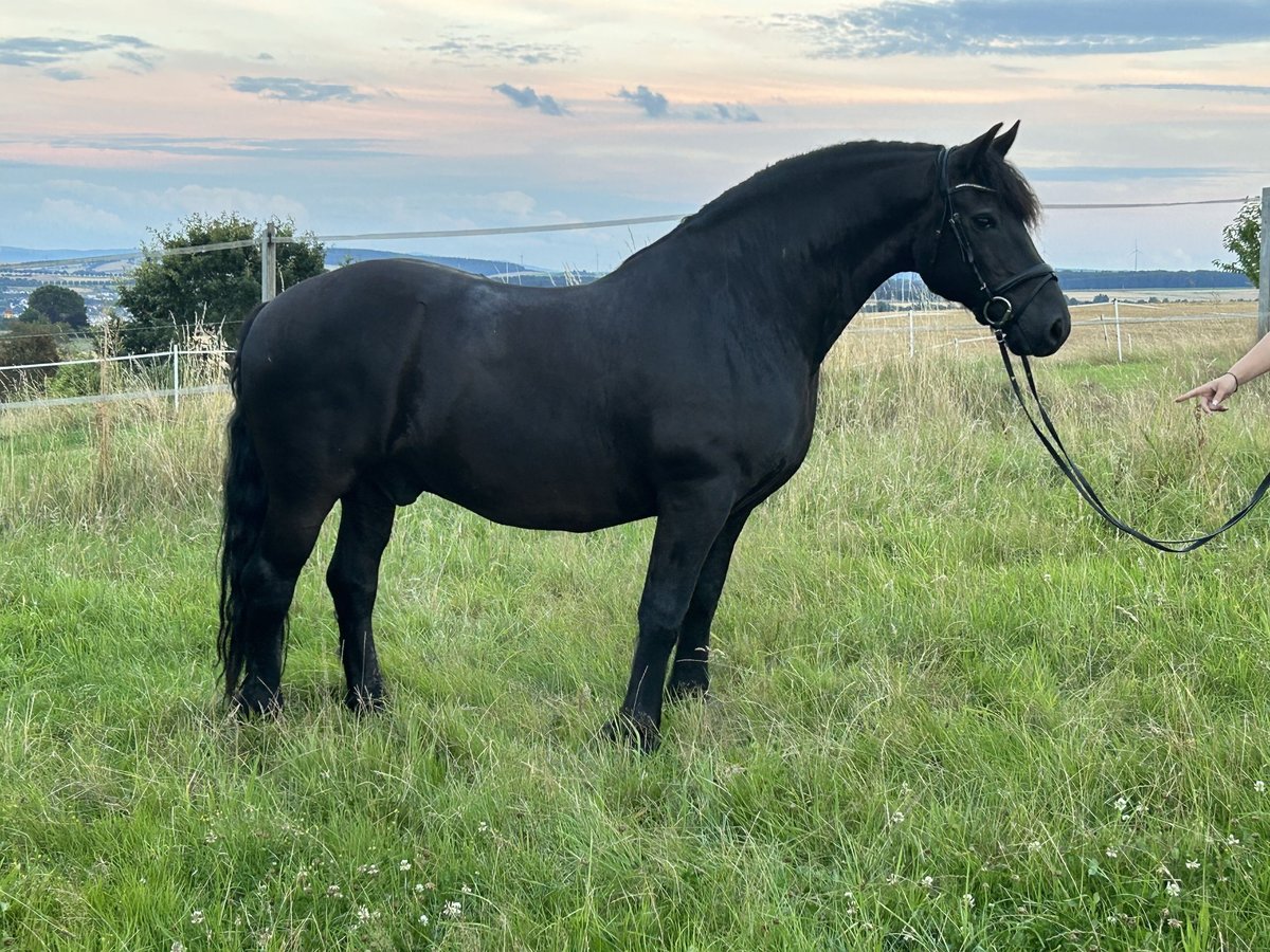 Meer warmbloeden Mix Ruin 12 Jaar 160 cm Zwart in Heistenbach