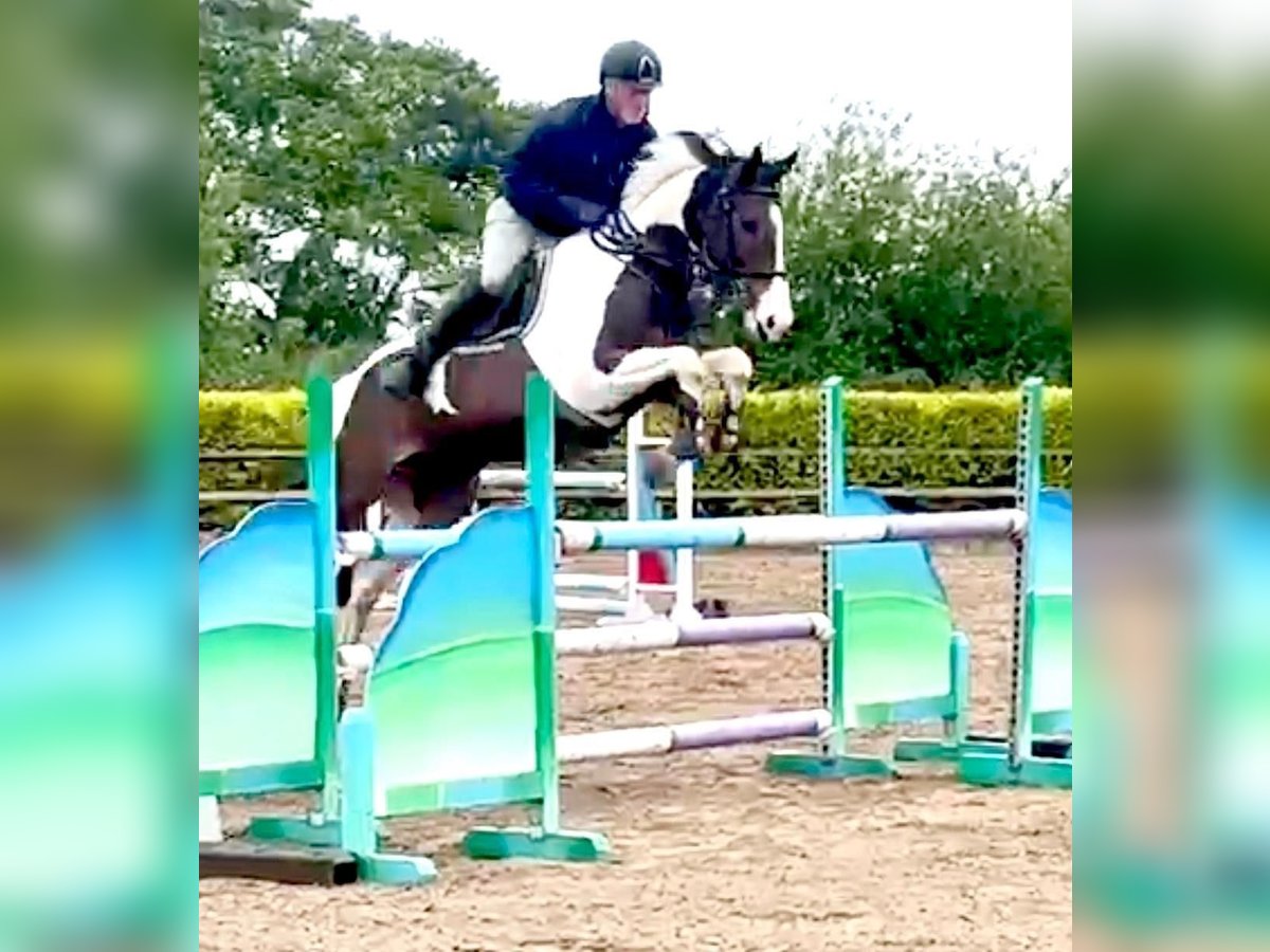 Meer warmbloeden Ruin 12 Jaar 163 cm Tobiano-alle-kleuren in Ballymoney