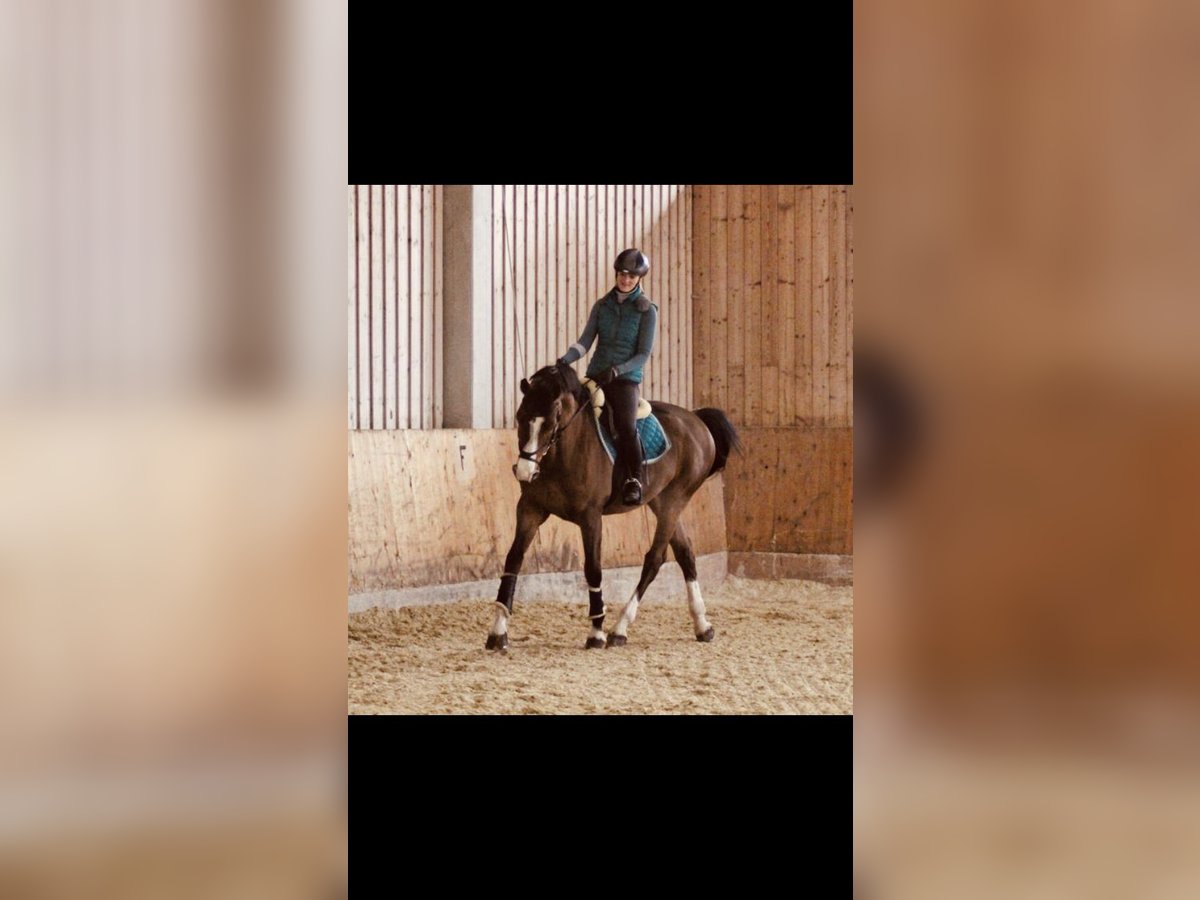 Meer warmbloeden Ruin 12 Jaar 173 cm Bruin in Wünschendorf, Gleisdorf