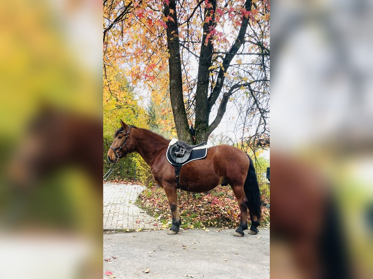 Meer warmbloeden Ruin 13 Jaar 155 cm Bruin in Borod