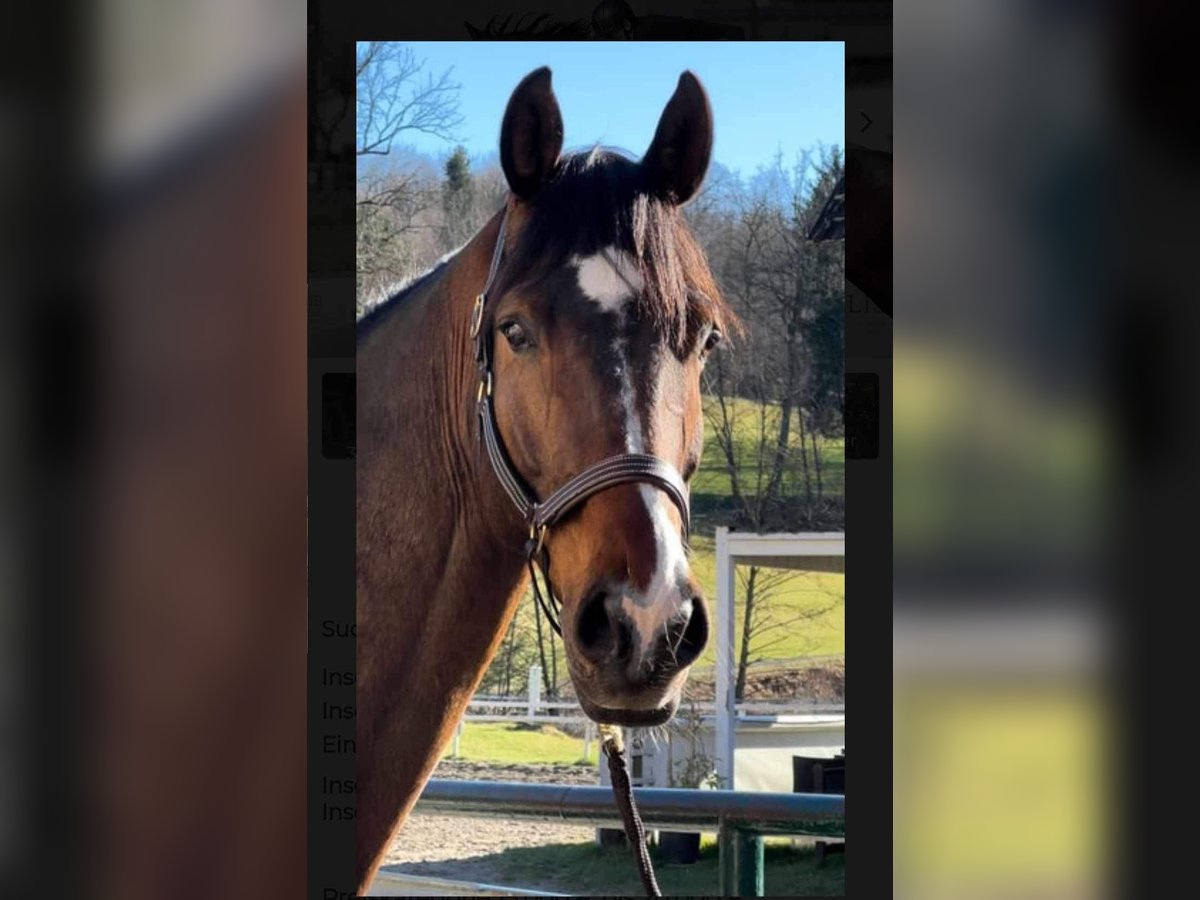 Meer warmbloeden Ruin 13 Jaar 183 cm Donkerbruin in Deutschlandsberg