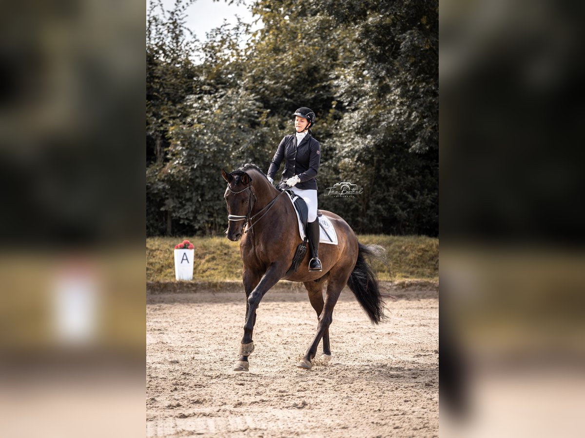 Meer warmbloeden Ruin 13 Jaar 185 cm Donkerbruin in K&#xF6;ln