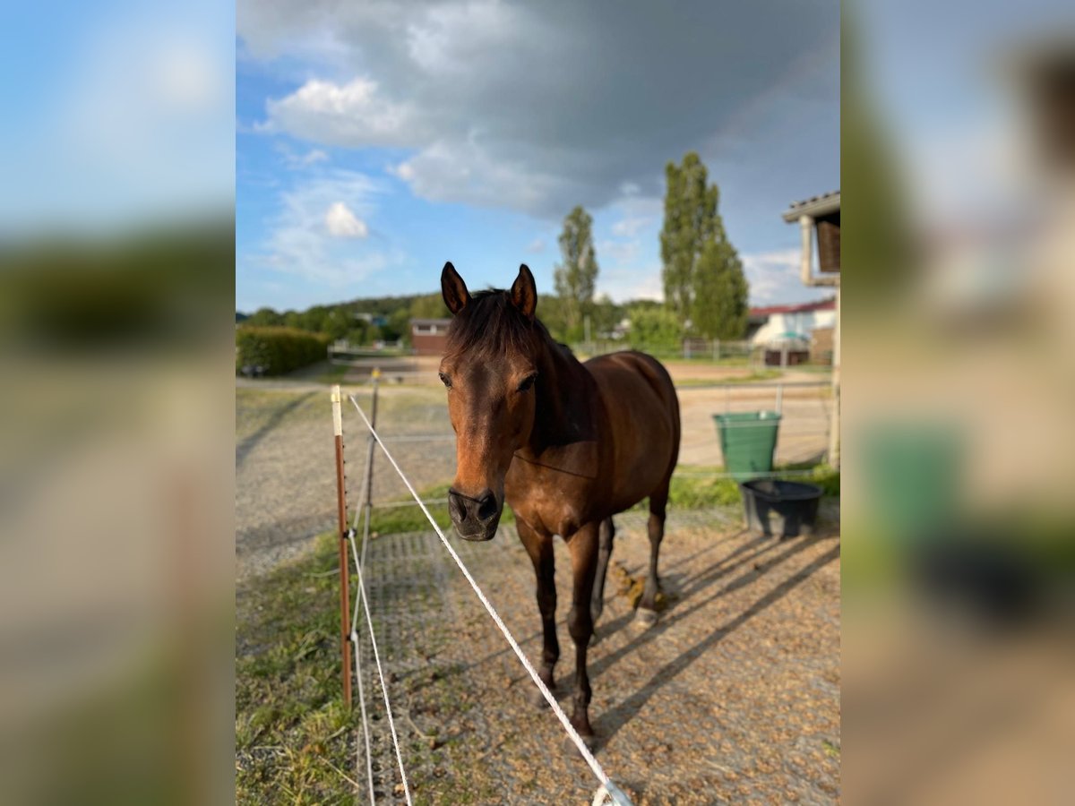 Meer warmbloeden Mix Ruin 16 Jaar 155 cm Donkerbruin in Marburg