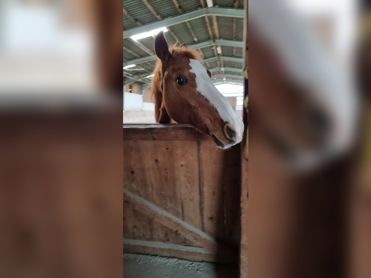 Meer warmbloeden Ruin 18 Jaar 157 cm Vos in Neustadt (Hessen)