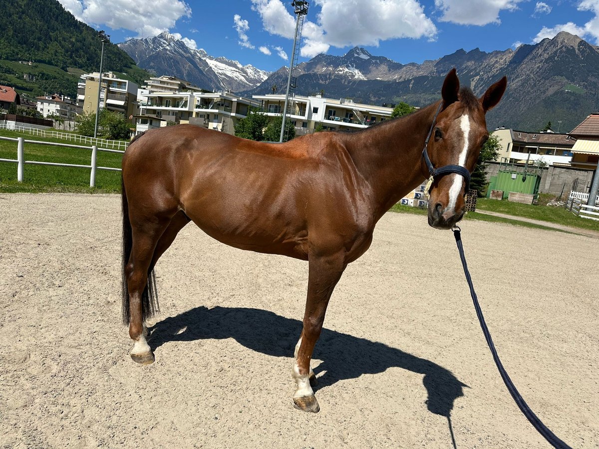 Meer warmbloeden Ruin 18 Jaar 167 cm Donkere-vos in Meran Meer warmbloeden Ruin 18 Jaar 167 cm Donkere-vos in Meran