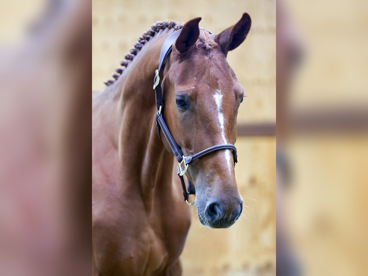 Meer warmbloeden Ruin 3 Jaar 166 cm Bruin in Kinrooi