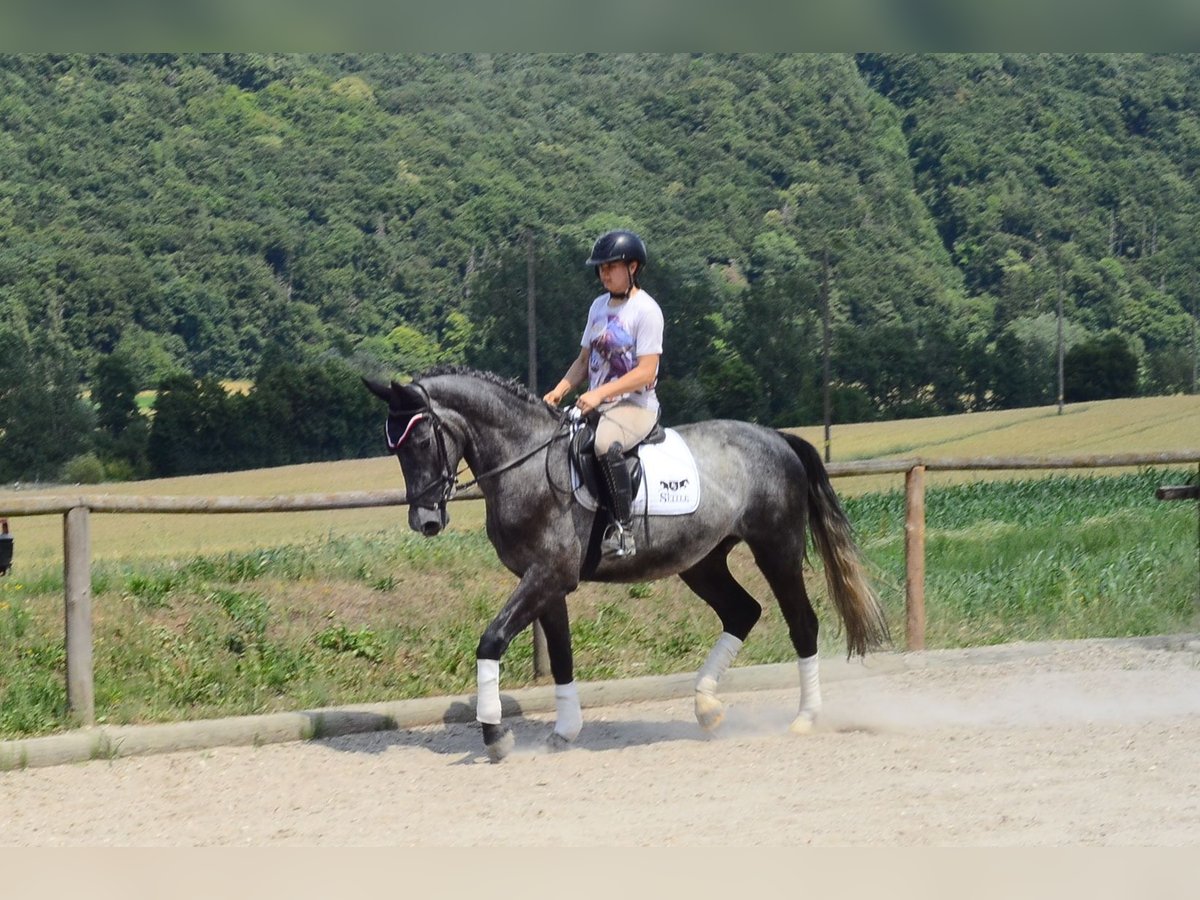 Meer warmbloeden Ruin 3 Jaar 170 cm Appelschimmel in Wellheim