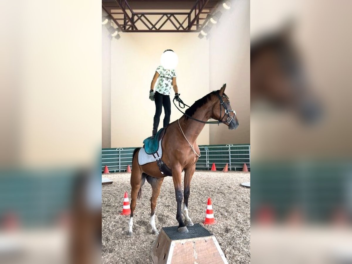 Meer warmbloeden Ruin 4 Jaar 160 cm Bruin in Donauwörth