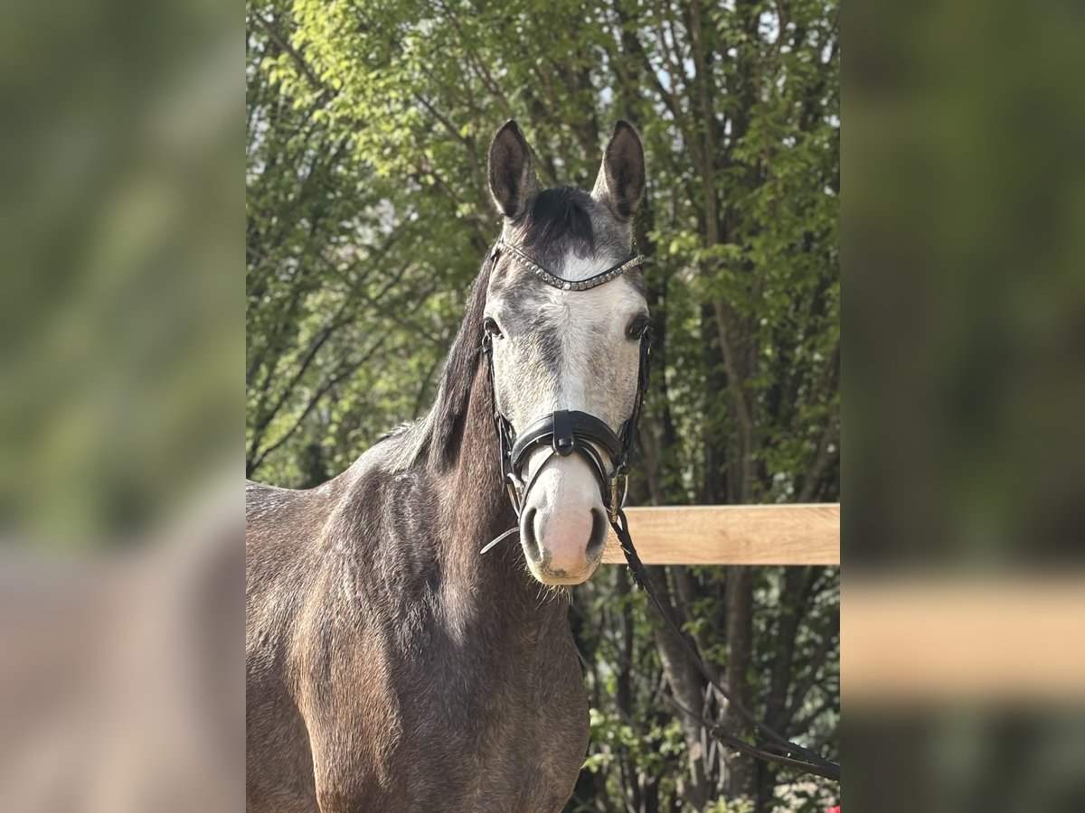 Meer warmbloeden Ruin 4 Jaar 160 cm Schimmel in Iggingen
