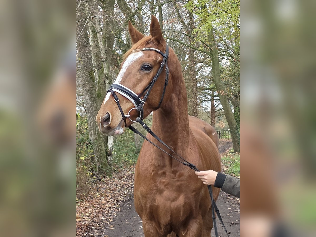 Meer warmbloeden Ruin 4 Jaar 165 cm Vos in Wachtendonk