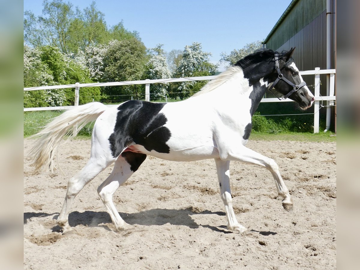 Meer warmbloeden Ruin 4 Jaar 168 cm Gevlekt-paard in Borgentreich