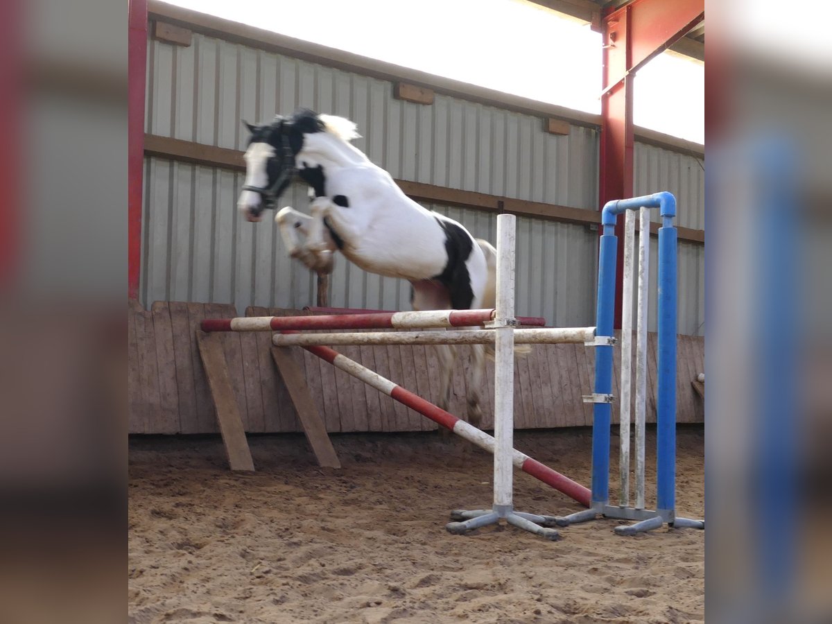 Meer warmbloeden Ruin 4 Jaar 168 cm Gevlekt-paard in Borgentreich