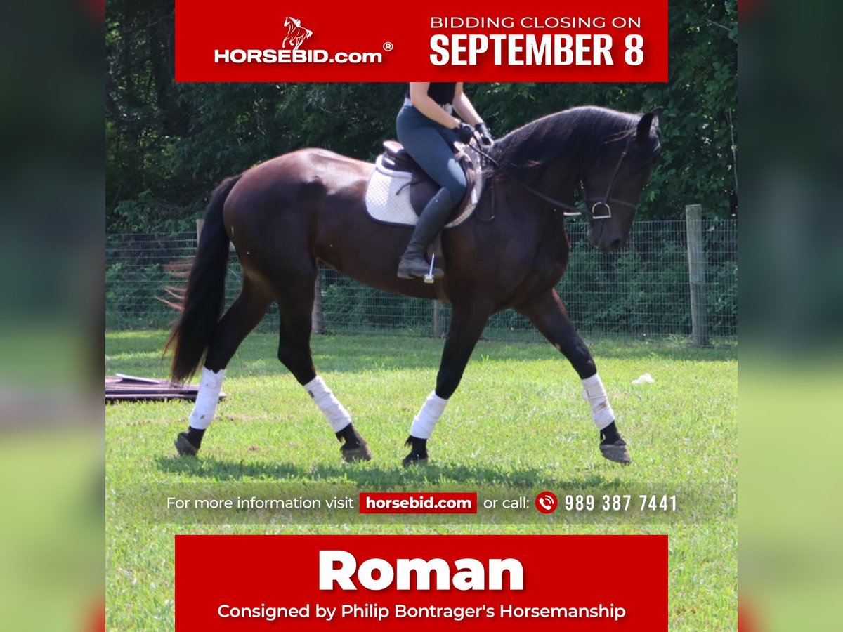 Meer warmbloeden Ruin 4 Jaar 175 cm Zwart in Howell