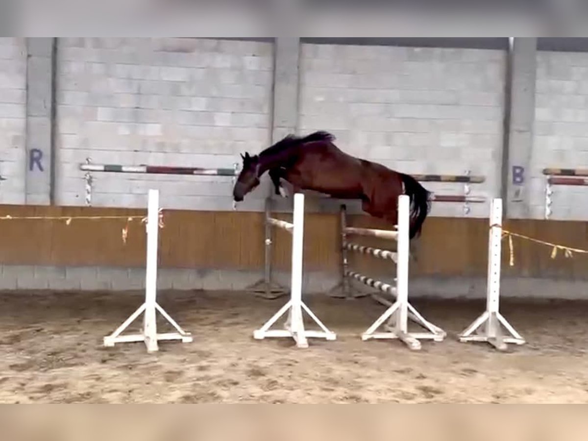 Meer warmbloeden Ruin 4 Jaar Roodbruin in Seirijai