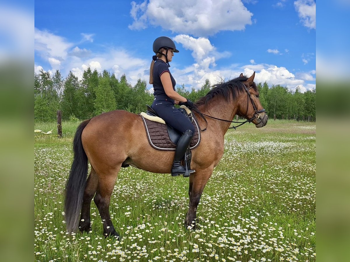 Meer warmbloeden Ruin 5 Jaar 157 cm Lichtbruin in Pelmberg