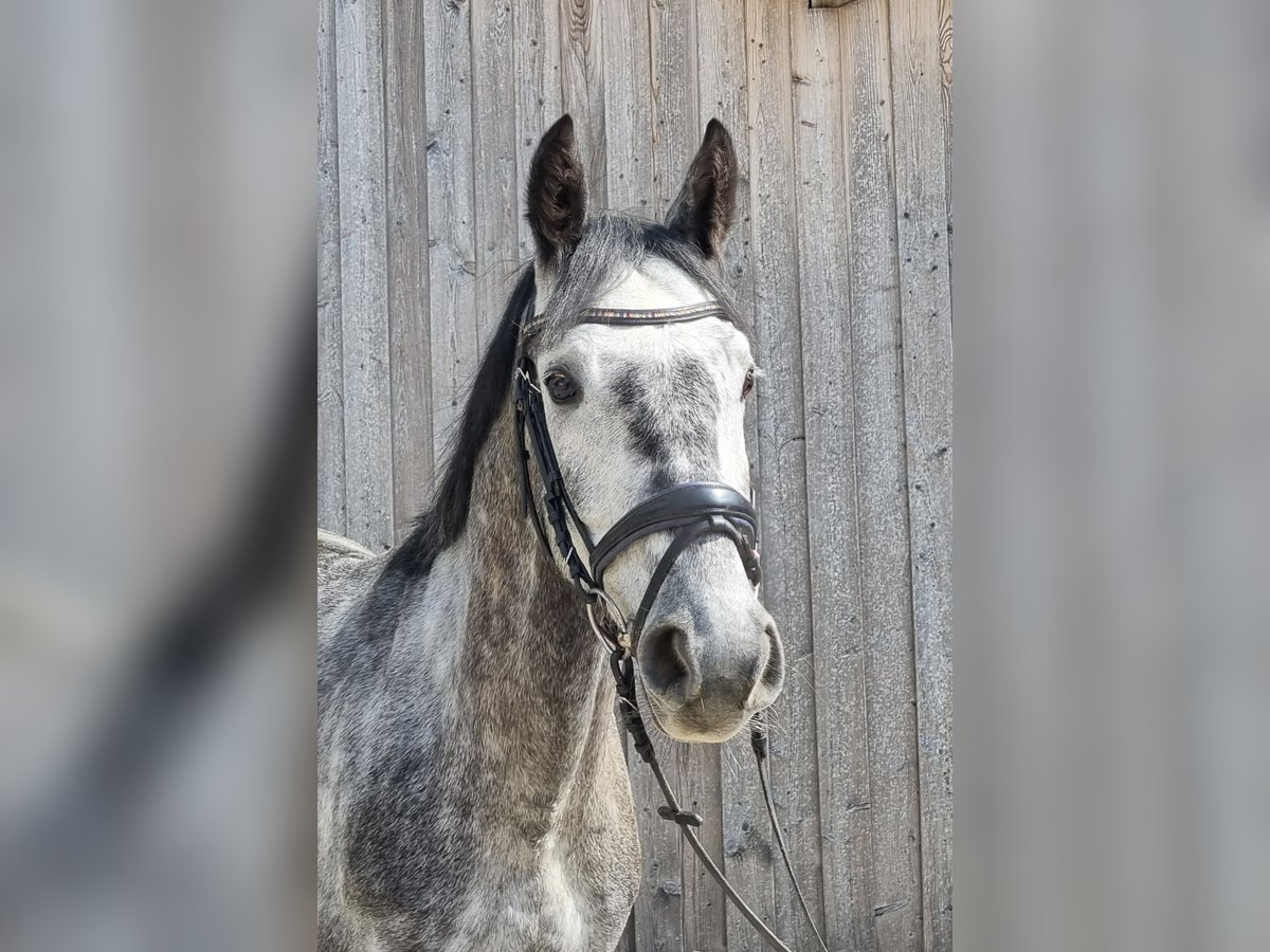 Meer warmbloeden Mix Ruin 5 Jaar 163 cm Schimmel in Brunnthal