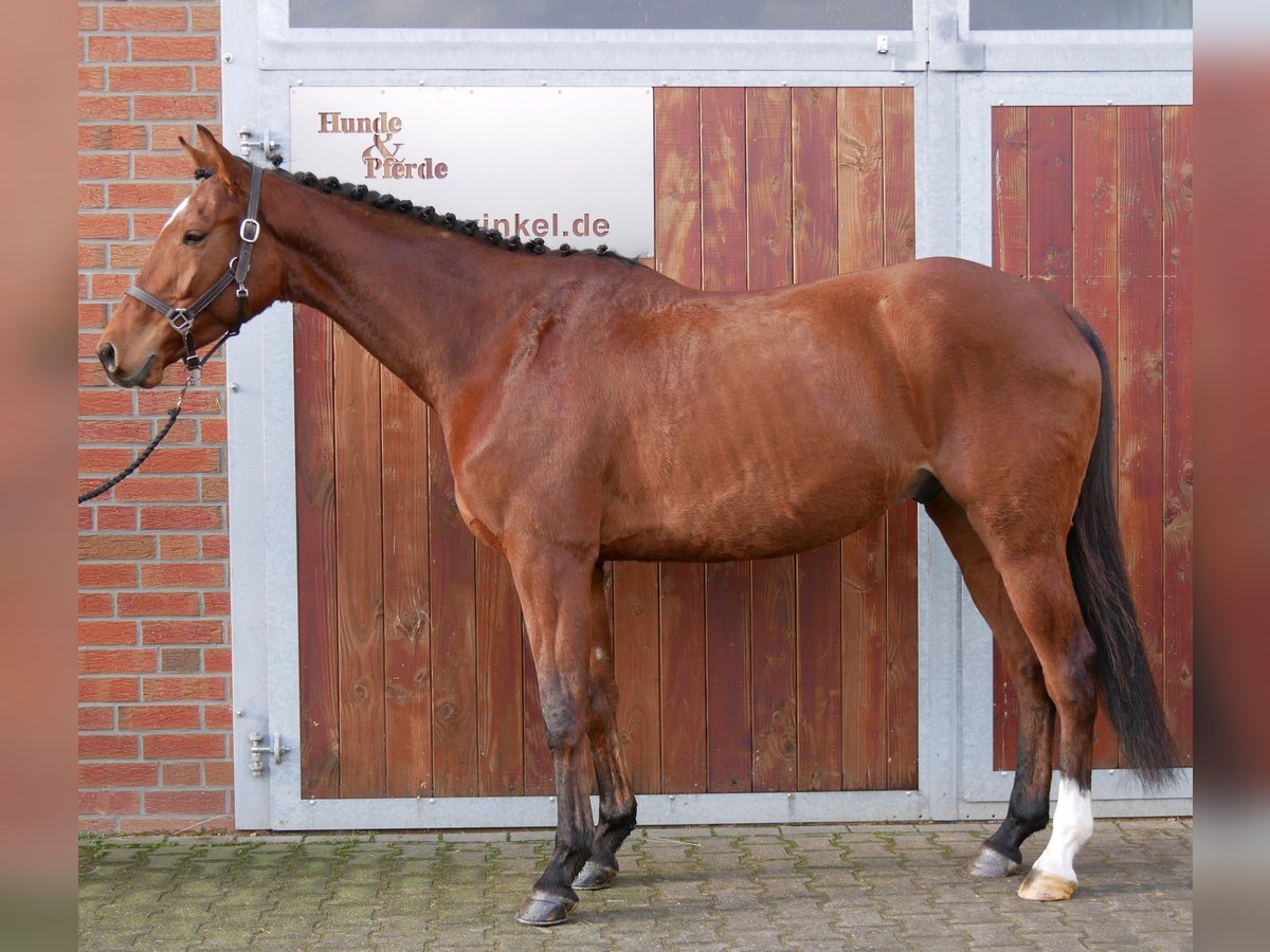 Meer warmbloeden Ruin 5 Jaar 167 cm Bruin in Dorsten